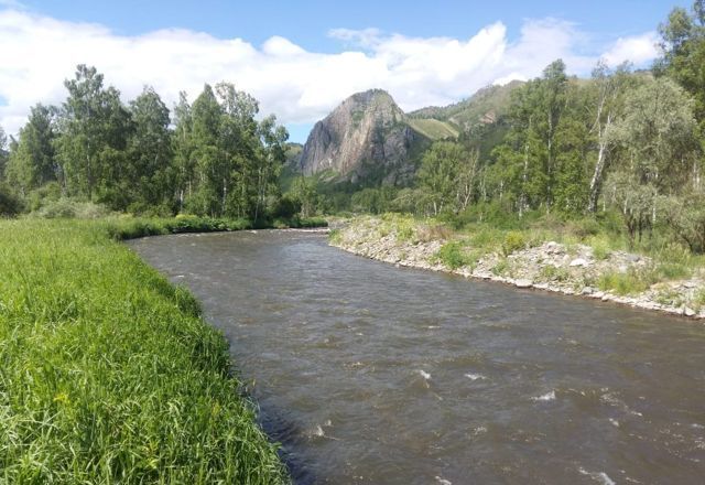 Погода в шебалино на 3 республика алтай. Шебалино горный Алтай. Река черга горный Алтай. С. Шебалино Республика горный Алтай. Шебалино Алтай река.